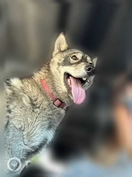 Lost dog, Minden Road, 6551, Palms, Belding - photo