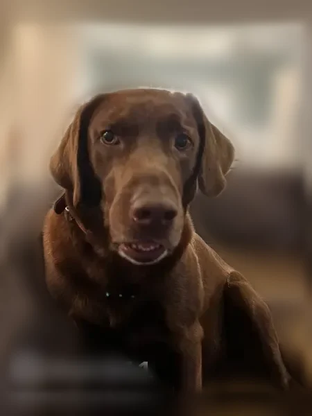 Lost dog, Dead Oak Road, Senoia - male, brown coat, hot spots on one leg - photo