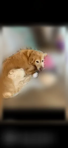 Lost dog, Merritt Street, 11950, Fife Lake, Detroit - male golden retriever, 10.5 years old - photo