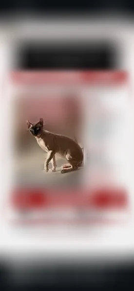 Lost cat, Chester Avenue, 6057, Philadelphia — male, hairless with curled ears and blue eyes - photo