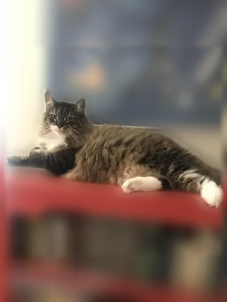 Lost cat, Pruett Place, 118, Knoxville — female, very fluffy tabby with a broad black stripe down her back - photo