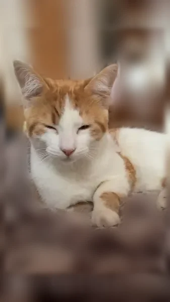 Lost cat, Wallace Avenue, 3617, Steger - orange male, greenish eyes - photo