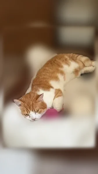 Chat perdu, Paris - mâle roux et blanc - photo