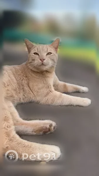 Chat perdu mâle, Bouzonville, Grand Est, Fourmies - crème/roux clair, yeux jaune/doré - photo