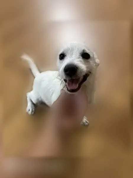 Found dog, South 16th Street, 408, McAllen - male puppy - photo