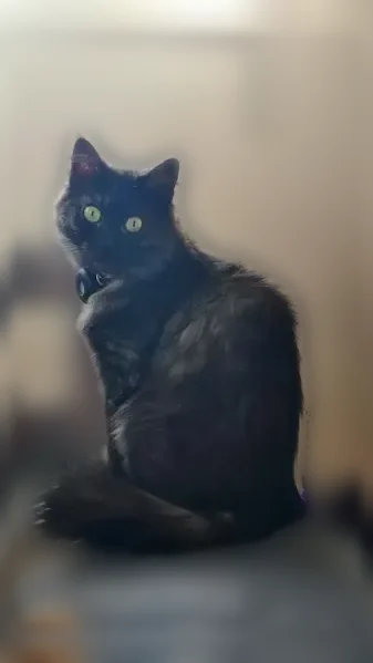 Chat perdu femelle, Avenue Émile Bertin-Sans, 4, Montpellier - poil mi-long noir, yeux verts - photo