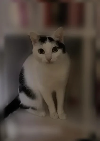 Chat perdu, Rue des Vergetiers, 20, Rouen - femelle, noir et blanc, craintif - photo