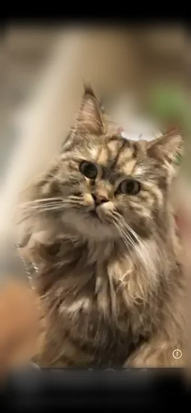Chat perdu femelle, Quai de l'Hôpital, 12, Paris - pelage long, puce électronique - photo