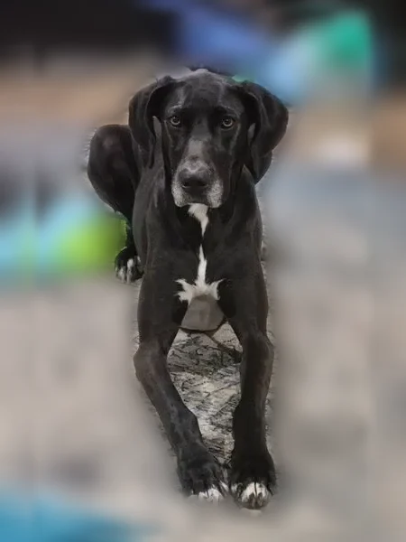 Lost dog, Old Glory Lane, 7020, Oklahoma City — female Great Dane with white chest, paws, and muzzle - photo