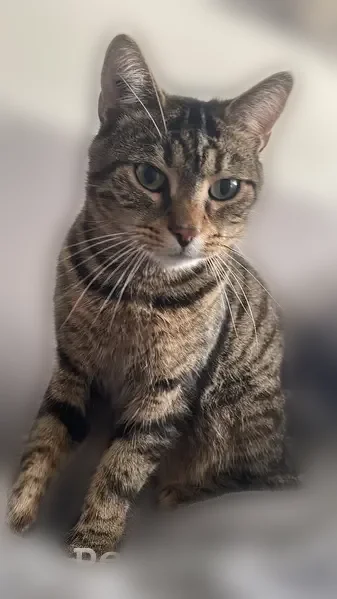 Chat perdu mâle, Allée d'Artois, Saran, Paris - tigré marron et noir - photo