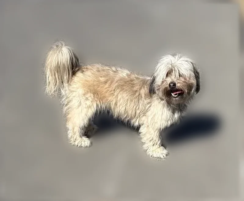 Found dog, South 250th Street, 2228, Kent - brown with black ears, small, no collar - photo