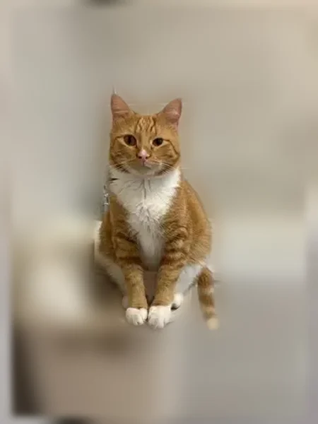 Chat perdu, Rue Emmanuel Grout, 34, Nice, Cannes — mâle, œil plus petit - photo