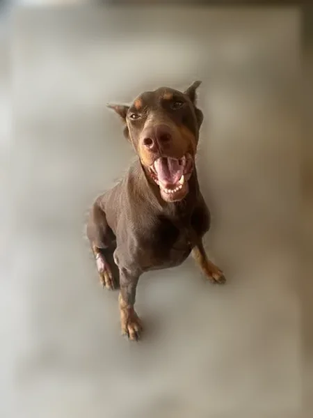 Found dog, Leopard Street, 13101, Corpus Christi - male, black/brown, gentle - photo