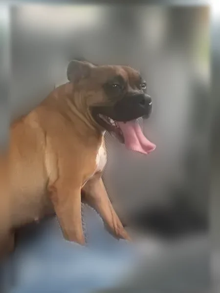 Found dog, U.S. 41, 1730, Palmetto - female, calm, soft, brown - photo