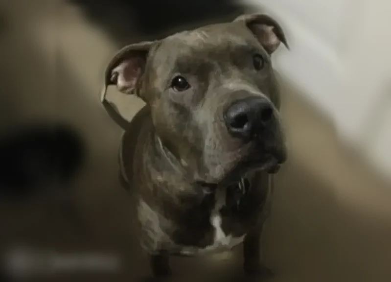 Lost dog, North Park Avenue, 1027, Apopka - male, grayish-brown coat, white underbelly - photo