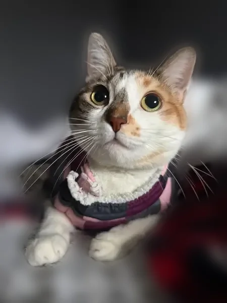 Lost cat, Wood Avenue, 87, Mastic - female, orange and black-gray coat with one orange spot - photo