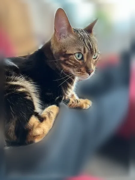 Lost cat, Cedar Drive, Miller Place - male neutered, slender body - photo