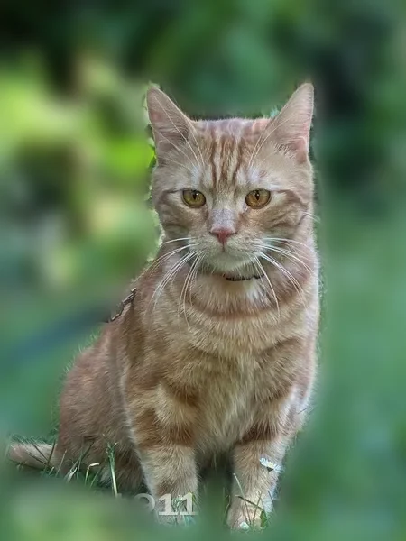 Chat perdu mâle, Avenue Aristide Briand, Fontaine - roux, castré - photo