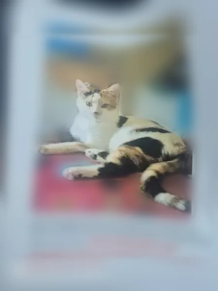 Lost cat, Pershing Road, 299, Columbia - female calico, 9 months old - photo