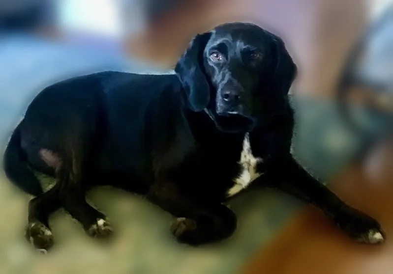 Lost dog, Keys Road, 212, Limestone - blue collar - photo