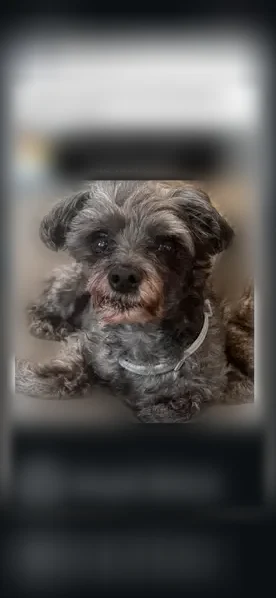 Lost dog, North Sproul Road, 132, Broomall - small grey Morkie, about 10 pounds - photo