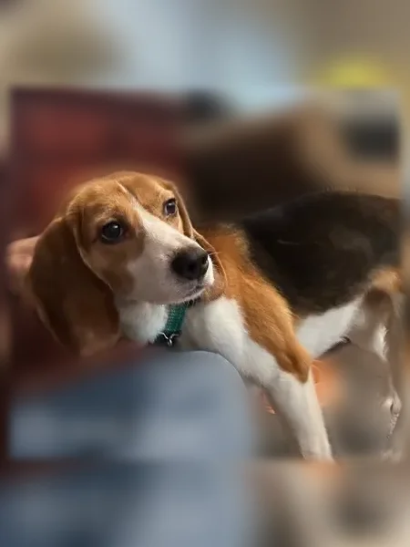 Lost dog, Saint Marias Street, Rolla - male beagle, skittish - photo