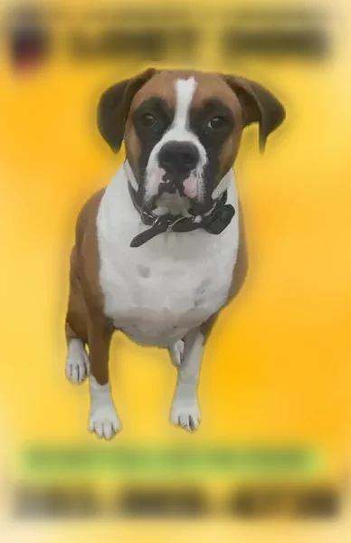 Lost dog, Southfield Place, 60, Stratford - male Boxer, 75 lb - photo