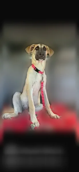 Lost dog, female, Winnipeg Avenue, 623, Brownsville - pink and red leash - photo