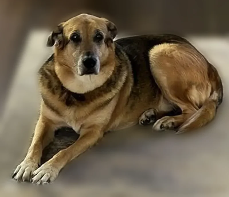 Lost dog, Fair Oaks Avenue, 7922, Dallas — male, large German Shepherd mix, no collar - photo
