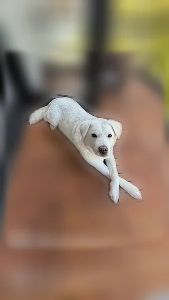 Lost dog, Boland Drive, West Orange - white male jindo, floppy ears - photo