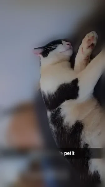 Chat perdu mâle, Rue Durand, Vichy - blanc et noir, très câlin - photo