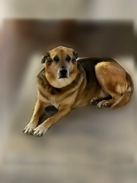 Lost dog, Fair Oaks Avenue, 8002, Dallas - male, shepherd mix, older - photo