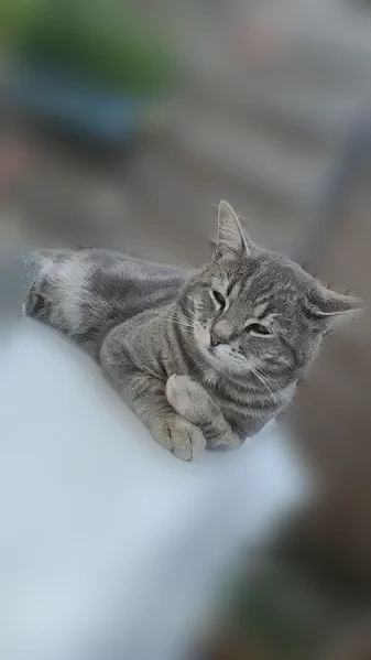 Perdu chat mâle, Rue Lucie Aubrac, 20, Douvrin, Wingles - léger strabisme à l'œil - photo