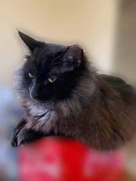 Lost cat, Wingren Lane, 120, Arlington — male, black neutered, cropped ear, short fur tail - photo