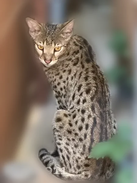 Found cat, North Garrett Avenue, 1511, Dallas — large, unique - photo