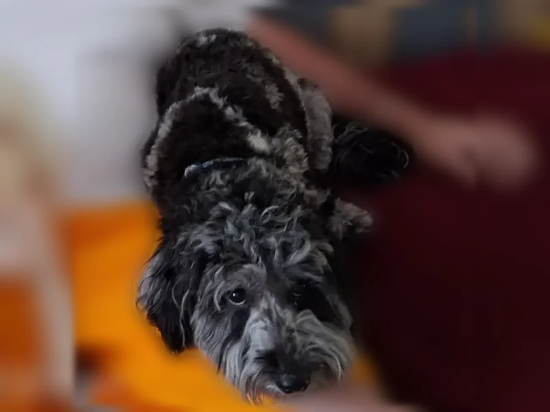 Lost dog, Simpson Howell Road, Elizabeth - female, very skittish - photo
