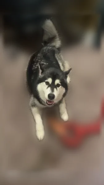Found dog, Northeast 33rd Terrace, 3939, Kansas City — male, Akita - photo