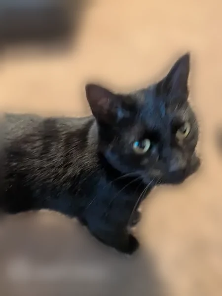 Found cat, Beacon Point Lane, Bluffdale, St. Louis - black with greenish golden eyes - photo