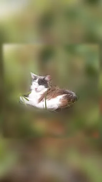 Chat perdu, femelle, Rabastens-de-Bigorre - blanche et grise - photo