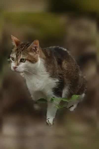 Chat perdu mâle, Grand Rue, 207, Saint-Jean-du-Gard, Ribaute-les-Tavernes - tatouage HGS879 - photo