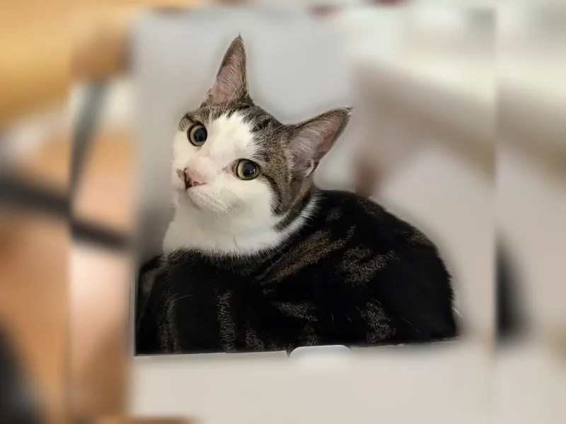 Lost cat, Deep Valley Drive, 6, Sound Beach, Coram — male, no collar - photo