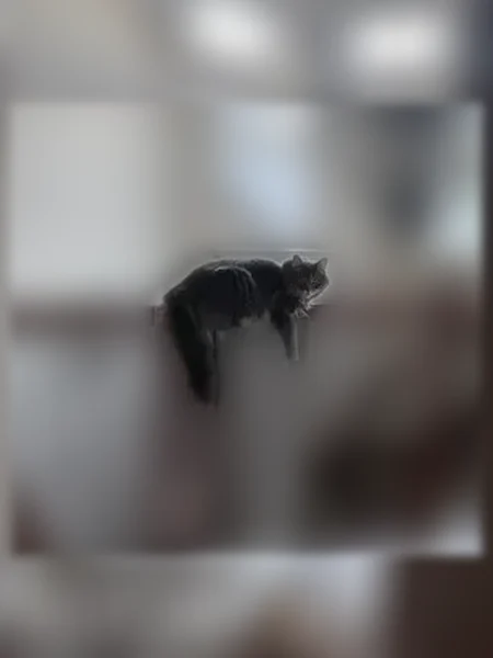 Lost cat, Sheldon Place, 60, New Washoe City, Washoe Valley - male, grey, friendly - photo