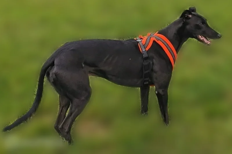 Chien perdu mâle, Olmet, Courpière - lévrier noir craintif - photo