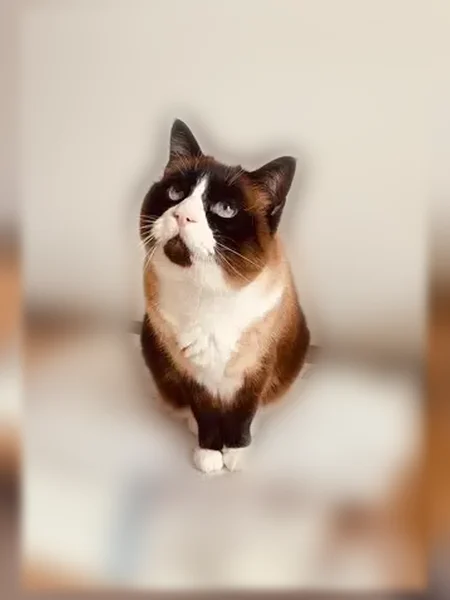 Chat perdu mâle, Rue Auguste Hilarion de Keratry, 2, Quimper, Paris - peureux et très gentil - photo