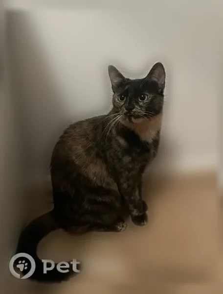 Chat perdu femelle, Rue Pierre Dupont, 26, Roanne - très craintif - photo