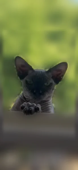 Chat perdu mâle, Chemin de Saint-Exupéry, 6, Labarthe-sur-Lèze - chat sphinx noir - photo