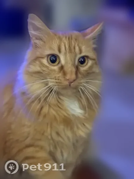 Chat perdu femelle, Chemin de la Cepière, Toulouse - particularité sur la queue - photo