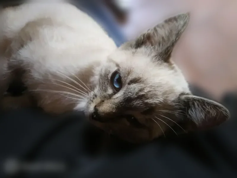 Chat perdu mâle, Rue de la Bouyère, Labastide-Saint-Pierre, Nice — borgne et œil valide bleu - photo