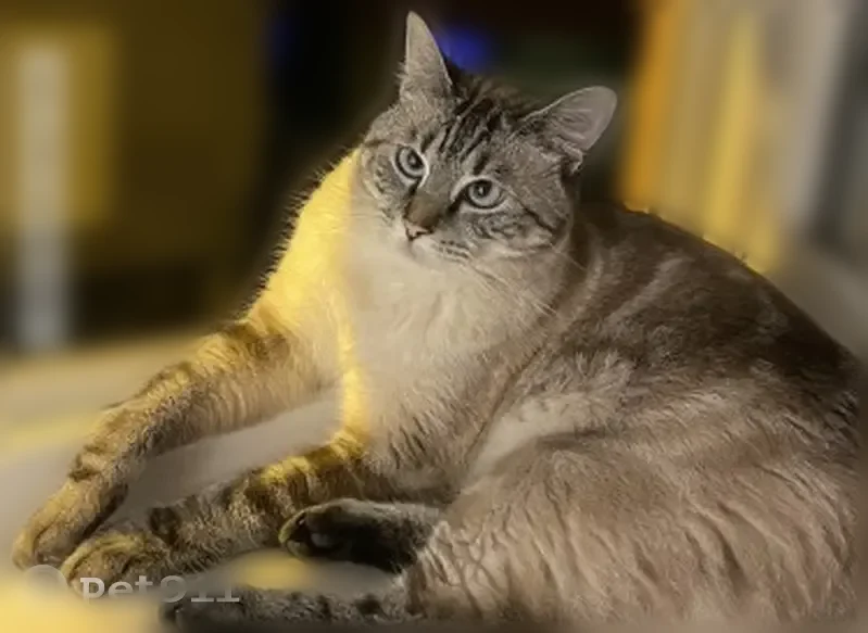 Perdu chat femelle, Rue Albert Samain, 66, Lille - jeune siamoise pucée - photo