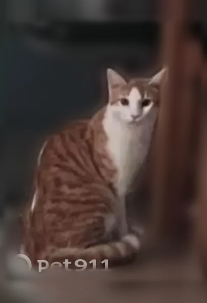 Chat perdu, Rue de Blaheraut, 15, Eysines, Paris - mâle roux et blanc - photo